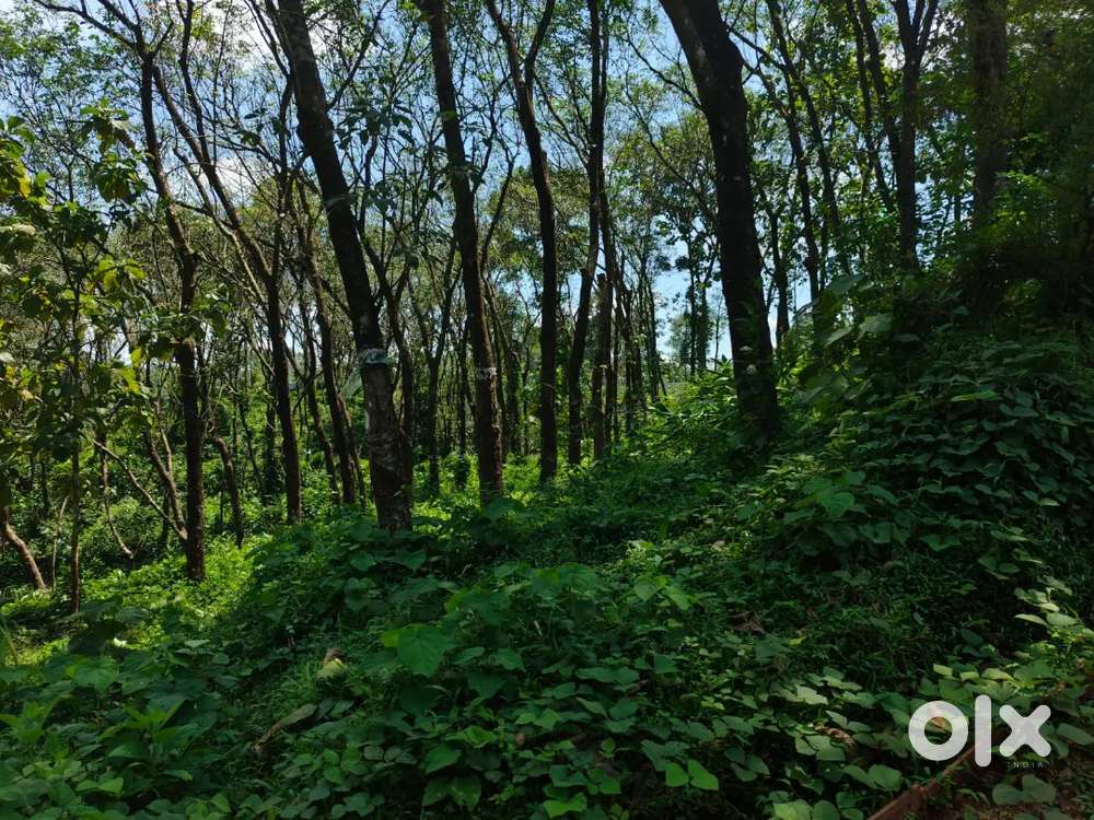 Kothamangalam Nellimattom 2.50 acre for sale