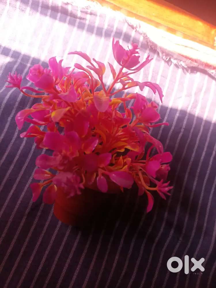 Flower pot with flowers leaves