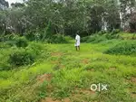 11 cent - Land for sale Mamood, changanassery