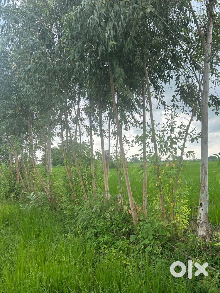 1 bigha land near baghpur kakardahi .Very good for farming land