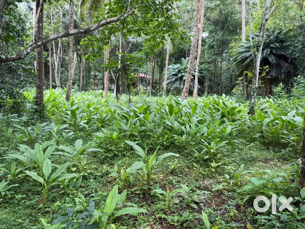 46 cents plot near NH66 @ Pookkad