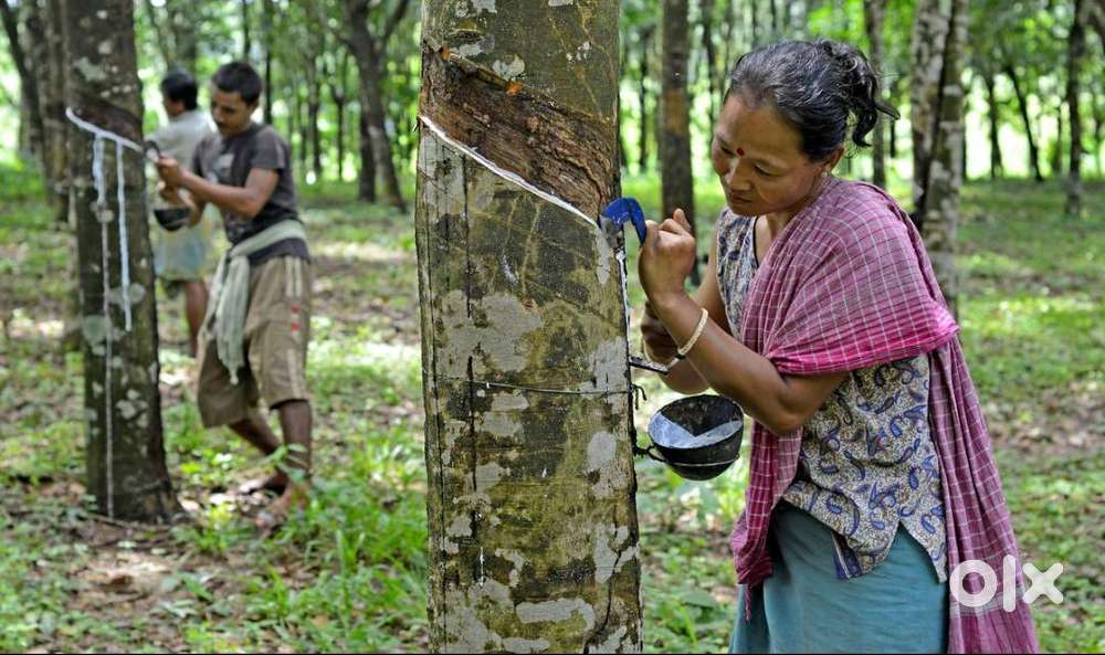 Wanted Individual or Family of Farm Workers
