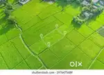 Narayankhed: Farm Plots / 605 sq yards/ Near Natuonal Highway