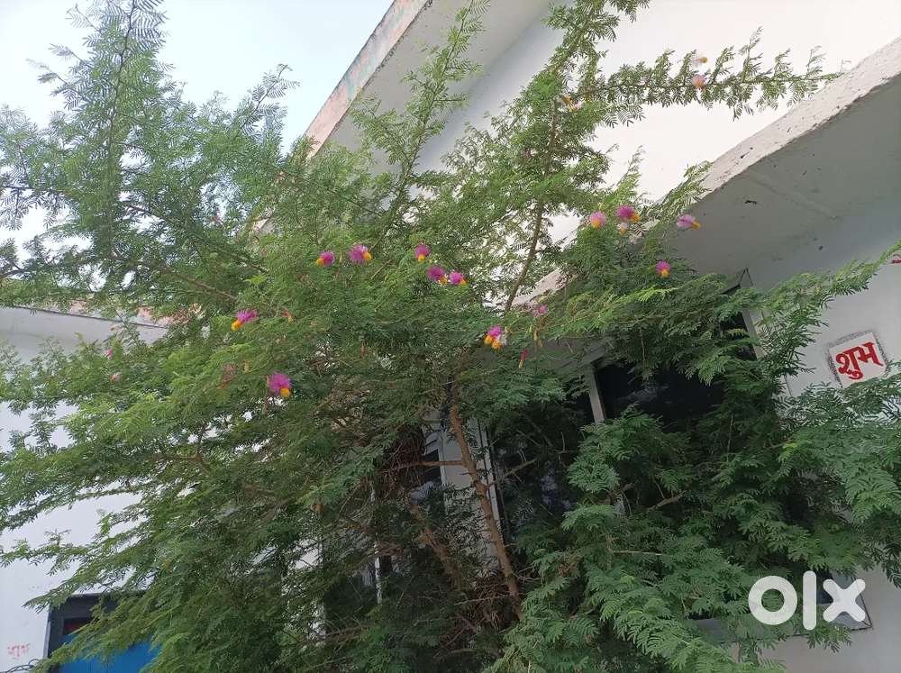 Mai ek driver hoon scorpio, pickup ,bolero, cars