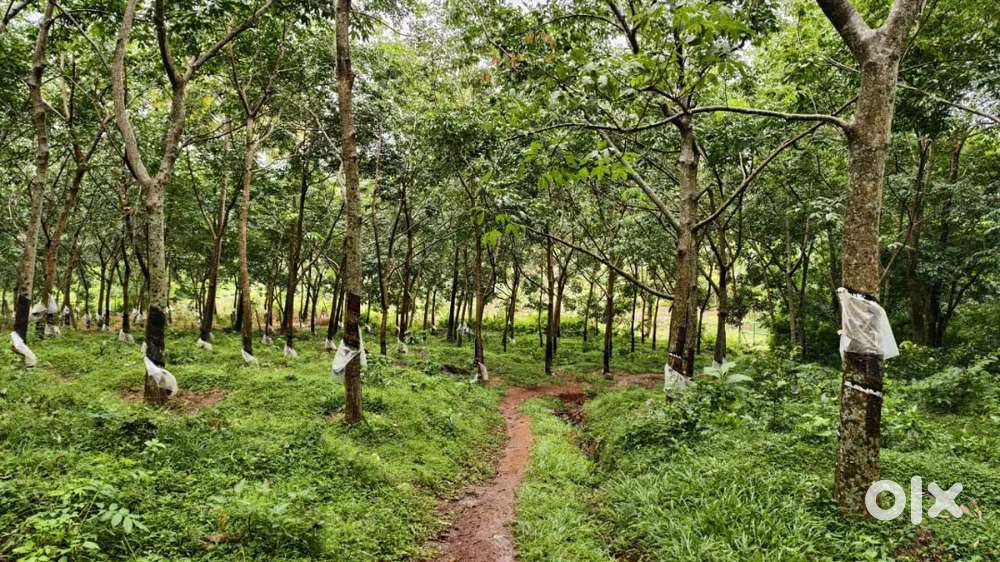 4 acres 20 cent plot