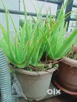 Plant are selling
