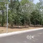 1 Acre of Farm Land 20 Years Grown Trees( Teak & Mango) at Chengalpat
