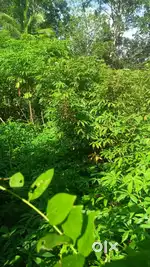 10 cent square plot for sale.,. Chullimanoor panayamuttom road