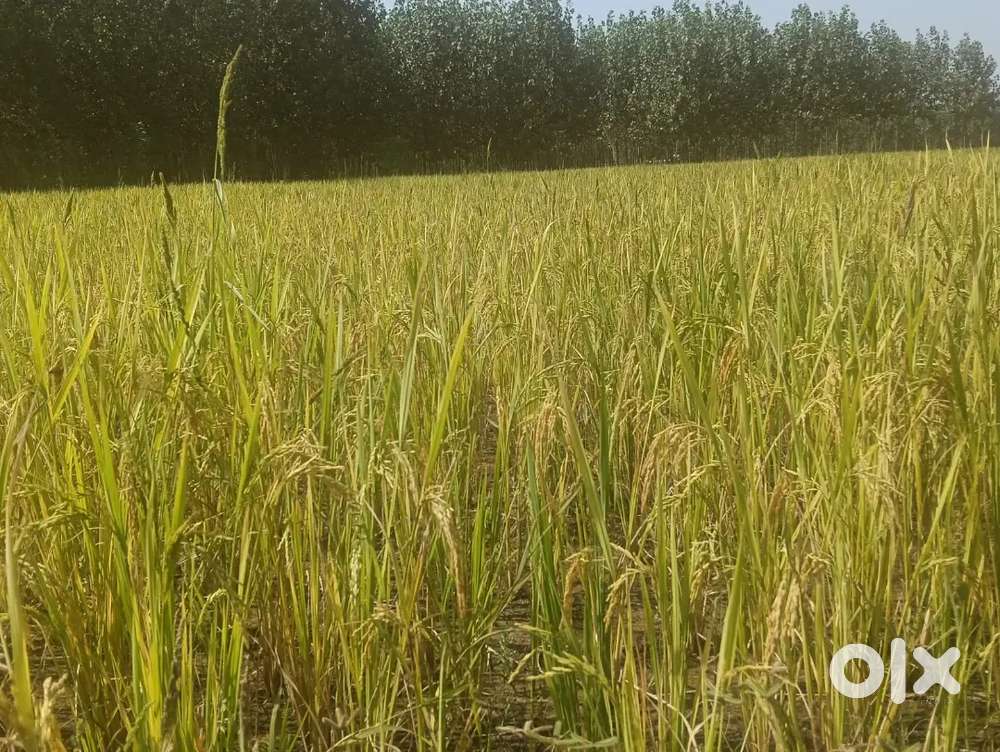 8.5 acre of agriculture land