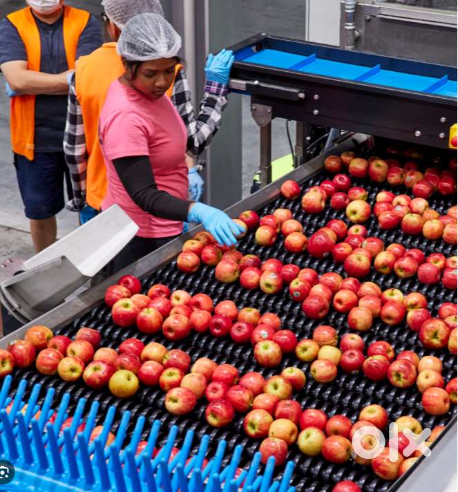 Sorter & Packer Job – ₹15,000–₹18,000 + Free Stay