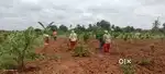 AROMA SANDALO FARM LAND CONNECTED TO HIGHWAY NEAR GOURIBIDANUR