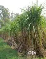 25 bigha fathpur  shamli agriculture land for sale