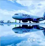Jobs in Indigo airlines apply fast