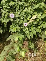 14 cent plot near secura mall exact distance 1 km