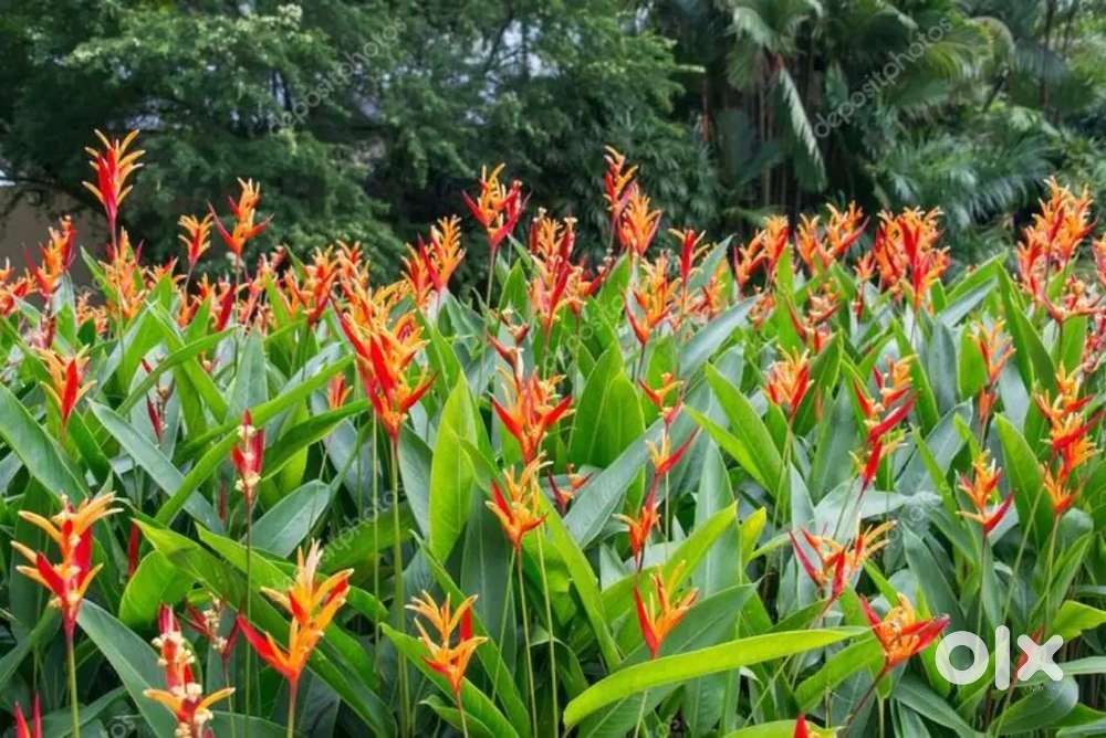 Heliconia Plant