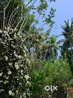 116 cent of land for sale