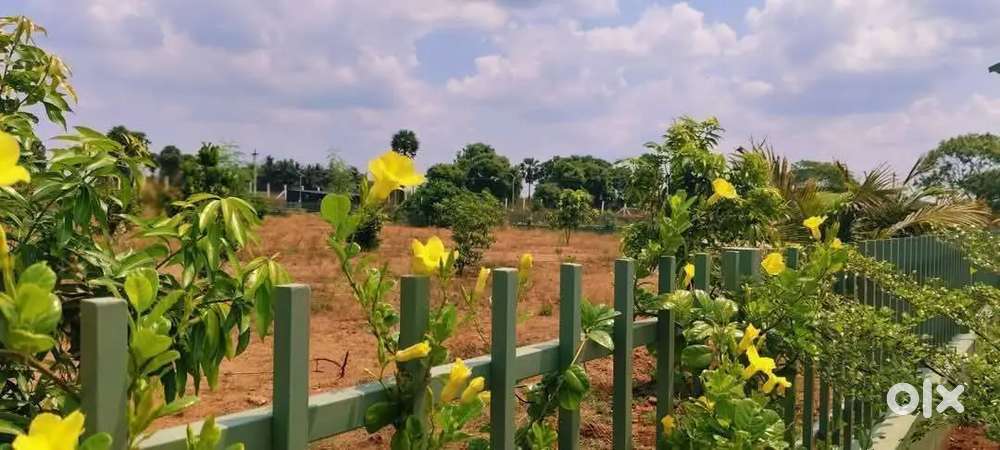 Fruits farmland sale in kerala type