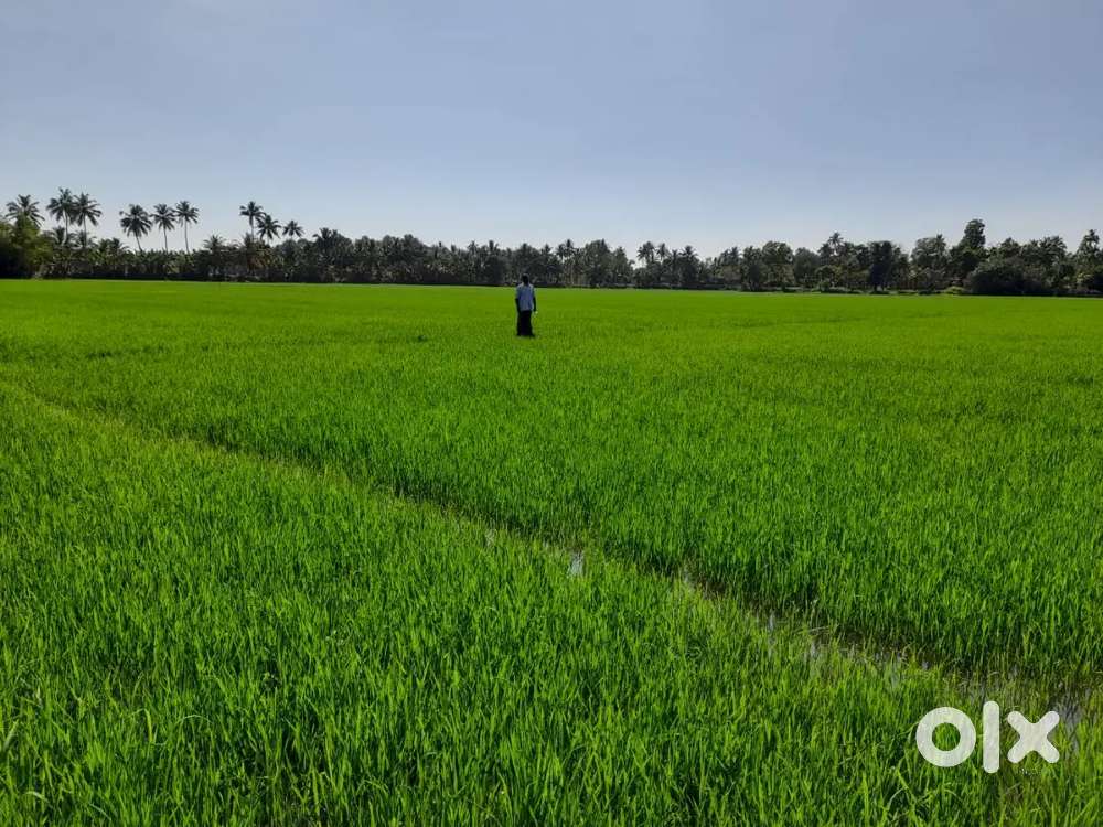 Road frontage Paddy field for sale