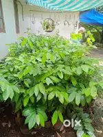 Ready to bud ജാതി തൈകൾ