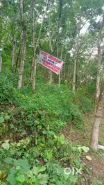 Pattazhy , thekekara ,kollam