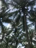 തെങ്ങിൻ പറമ്പ് വിൽപ്പനക്ക്