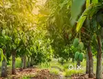 Farm land sale in tiruttani.low budget