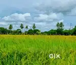 Agricultural Land for Sale