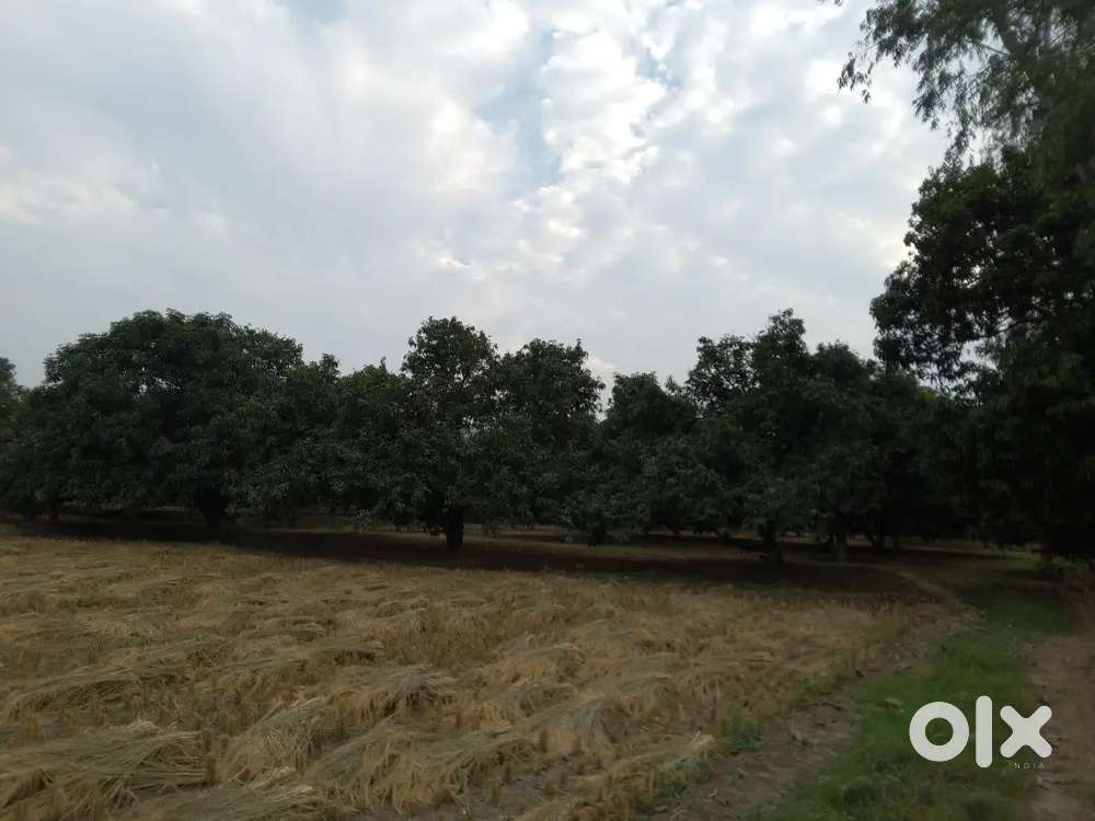 10 bigha kaa aam kaa baagh jisko Lena hoo voo urgent contact kre