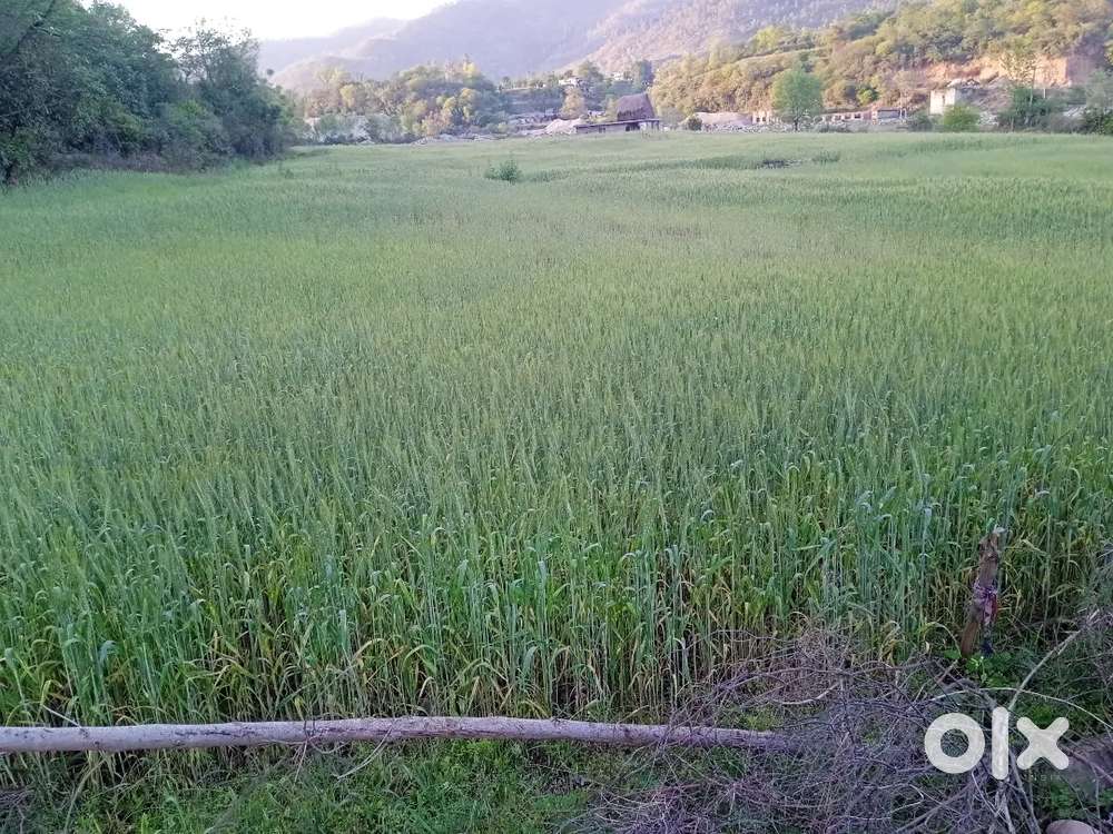 20 kanal loc  lambari , nowshera , Rajouri, jammu