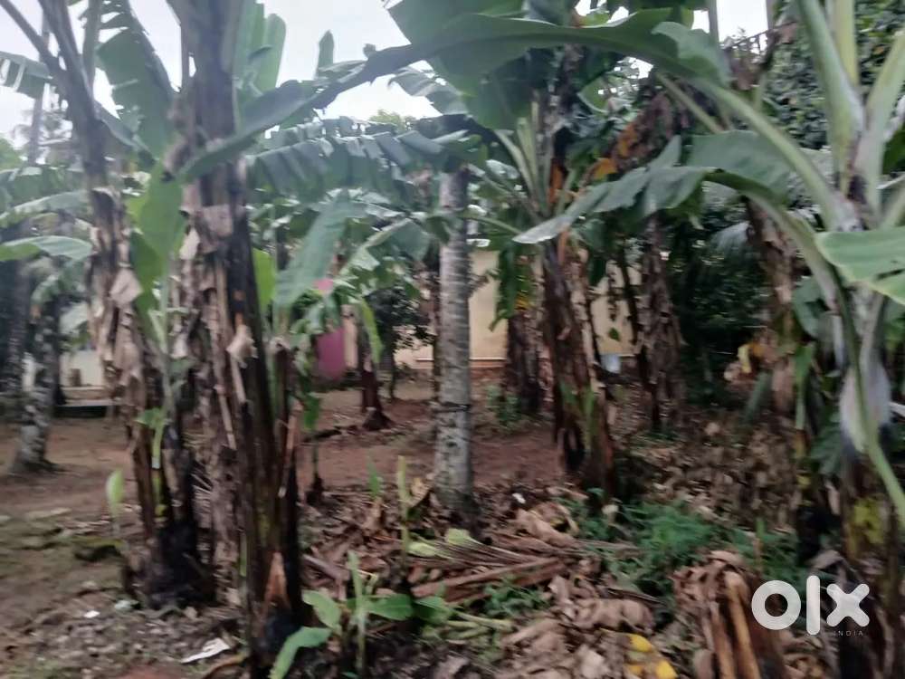 Residential 5 Cent Land For Sale at Nanthancodu