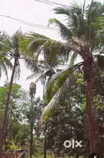 8-10cents plot for sale in Palakal