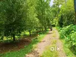21 cent land or plot for sale in kanjoor parappuram,near Perumbavoor
