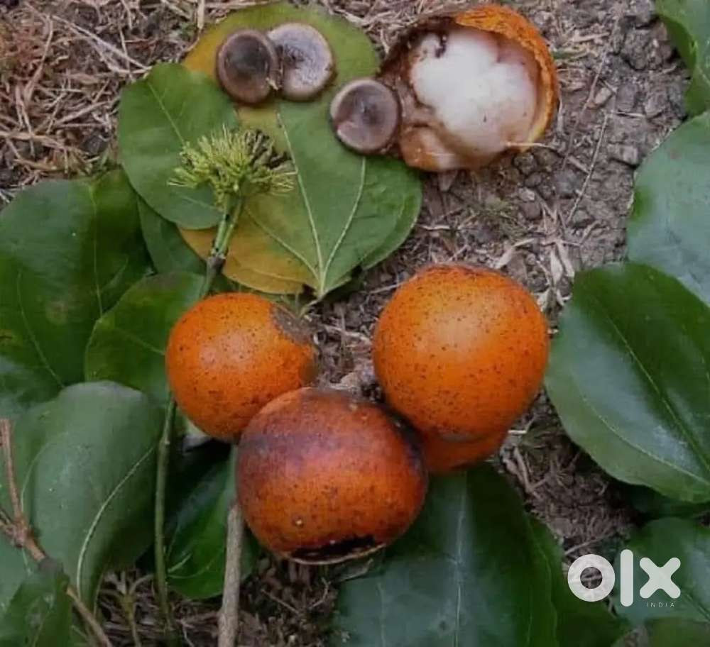 I'm continental Chef Come Manager