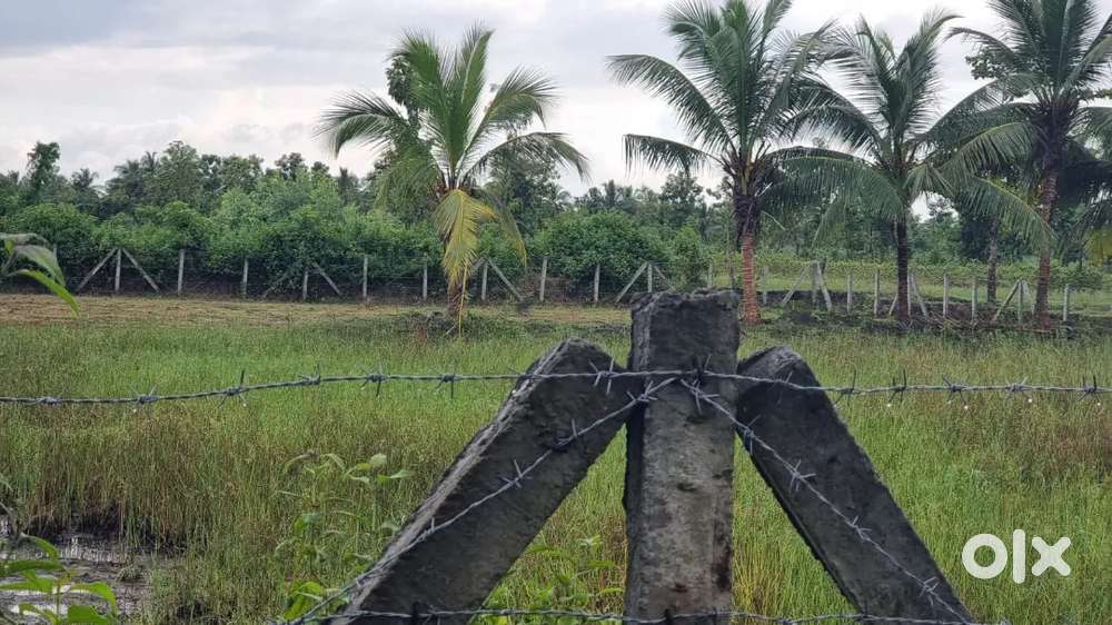 2 ఎకరాలు పంట భూమి,, చోడవరం రోడ్డు ప్రక్కన పొలం