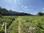 2 ACRE PADDY LAND FOR SALE IN NIRAVILPUZHA