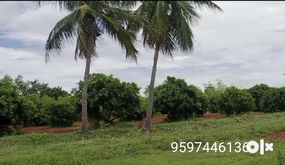 Agri land for sale ,விவசய பூமி...மாந்தோப்பு agriculture land for sale