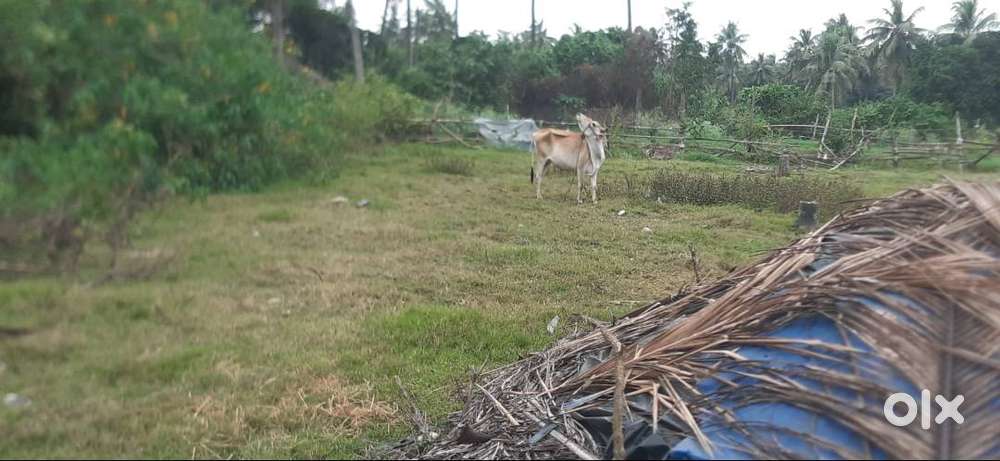 Flat at A.Vemavarapupadu, Amalapuram
