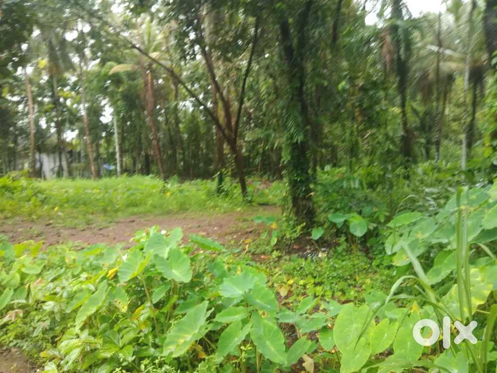 37 സെൻ്റ് സ്ഥലം വില്പനയ്ക്ക് 65000/സെൻ്റ്