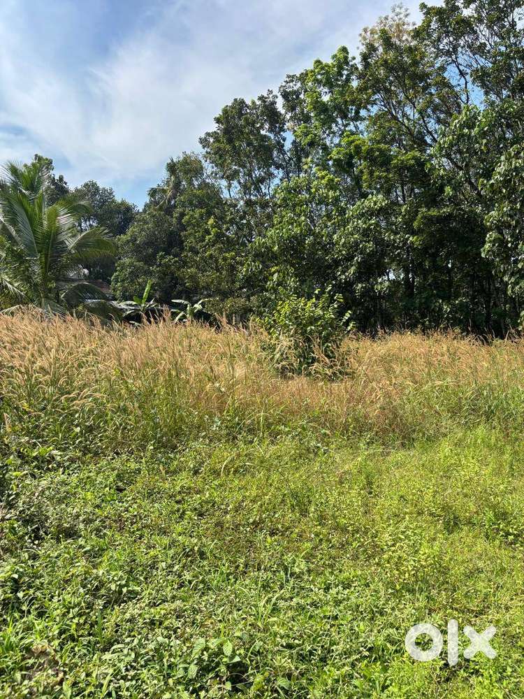 House Plot for Sale Alakode Thodupuzha