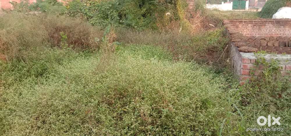 110 Gaj plot in Asaoti