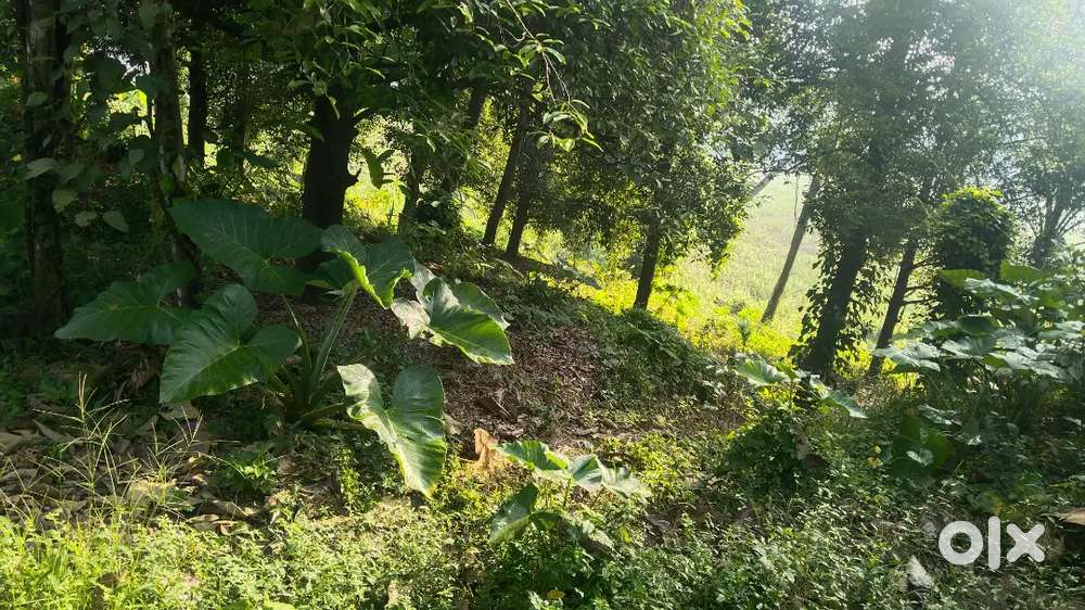 House plot  10centsNON FLOODED AREA