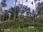 80-Cent Plot with House for Sale in Paplasery Wayanad