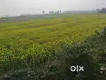 यह जमीन बड़ा