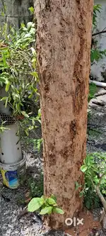 Good quality teak wood for sale - perfect for furniture making!