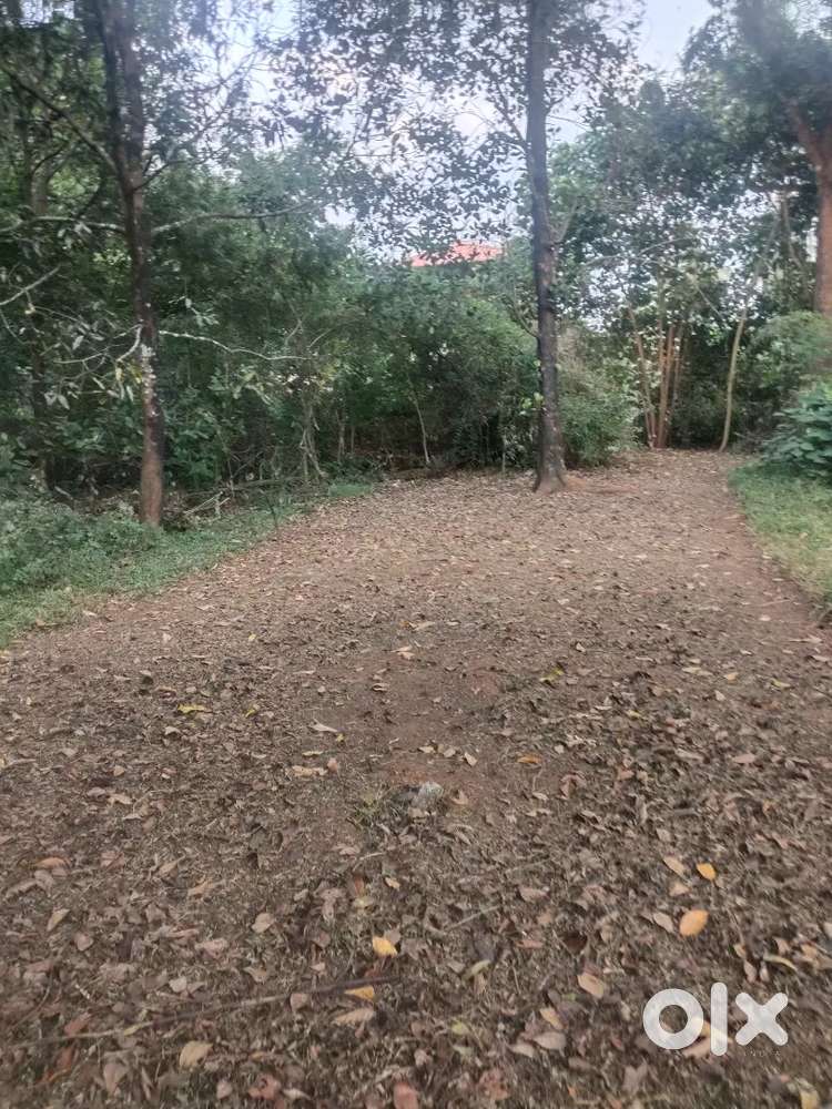 Thrissur Thirur near 8 acre plot for sale per cent 2.75 lakh