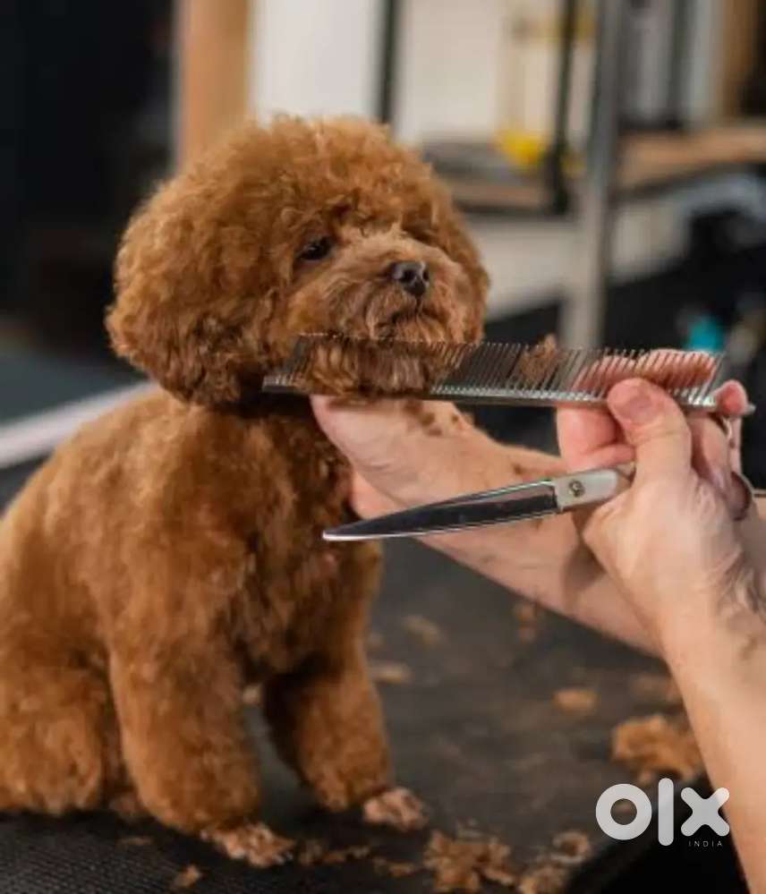 Pet groomer required