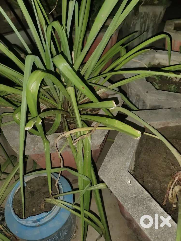 Rajnigandha plant bulb