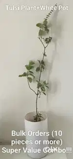 Tulsi Plant+White Pot (Perfect for Return Gift/ Housewarming gift)