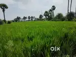 Padariya 9 kattha 14 fit rasta