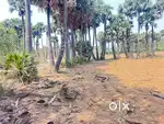 25 cents Land for Sale at Bhogapuram